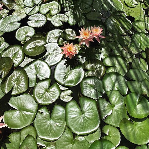 Exploring Pasadena’s architectural history: “The Gamble House” (built 1908)